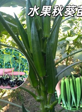 四季超嫩水果秋葵秧苗更耐老黄红绿水果秋葵种子春秋菜园盆栽带土