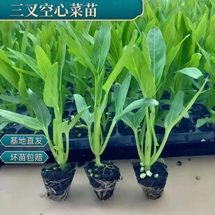 高产三叉带土空心菜大青叶青梗通心菜秧苗阳台庭院四季蔬菜苗