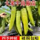 特级正宗牛角椒苗辣椒秧苗微辣特大牛角型椒尖椒 香辣青椒苗带土