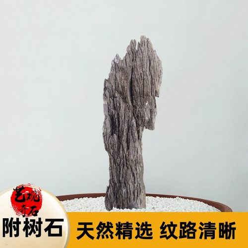 英德石青龙石附树石精品盆景