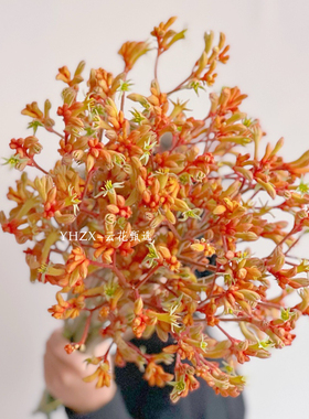【云花甄选】油画袋鼠爪橙色中式插花鲜切花真的鲜花花瓶水养插花