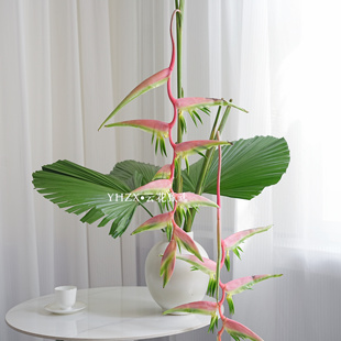 包邮 粽巴掌绣球掌搭配摆件家庭水养热带瓶插真花空运 云花甄选