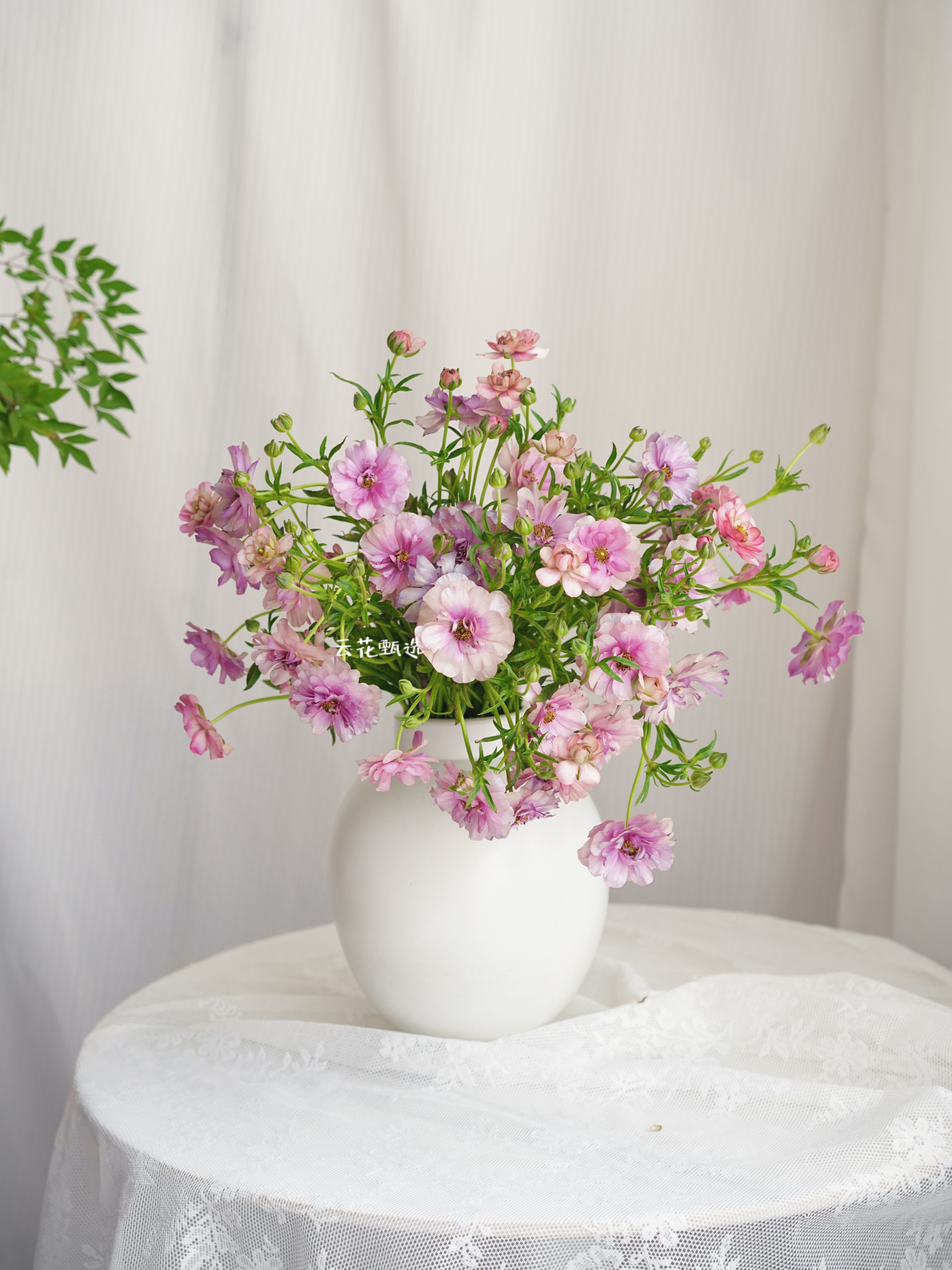 【云花甄选】乌梅子色蝴蝶洋牡丹高级质感鲜切花云南直发插瓶空运