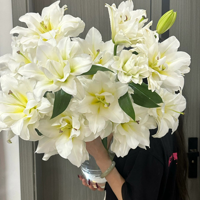 【云花甄选】暴风雪树重瓣百合真的鲜花新中式玄关装饰有香味空运