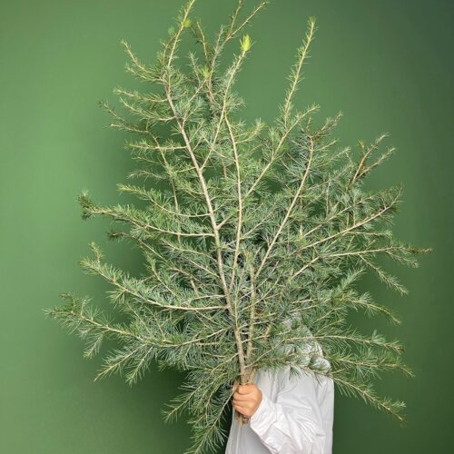 【云花甄选】雪松鲜切枝老松中式插花野奢植物水养绿植鲜花瓶插松