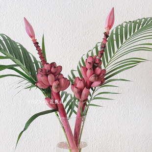饰水养观赏 新西兰进口梦幻蕉鲜切枝花室内绿植家居装 云花甄选
