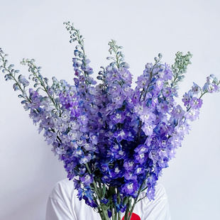 【云花甄选】深紫色粉紫色大飞燕家推荐花瓶插花云南基地空运发货
