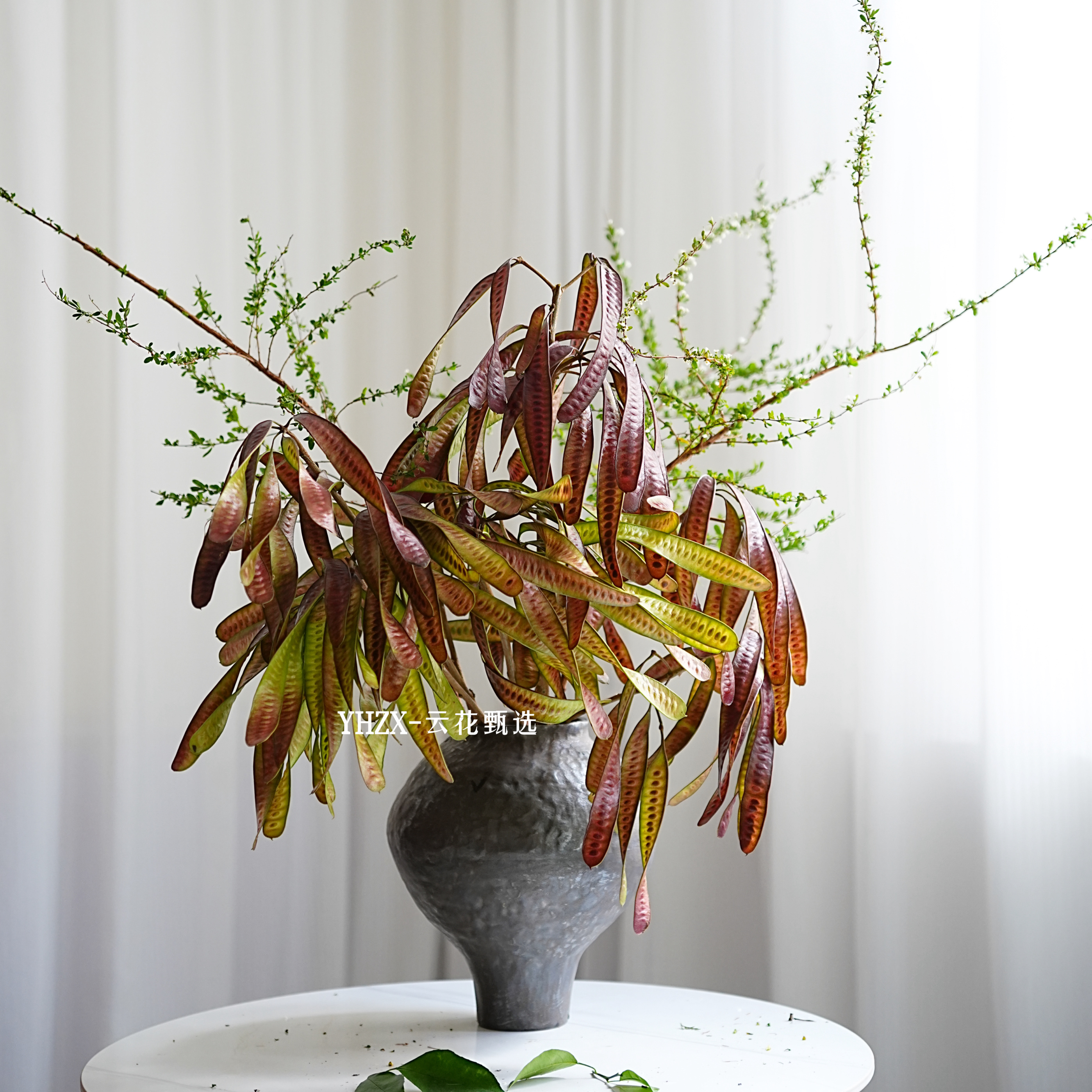 【云花甄选】扁豆花期长雪柳小手球云南基地家庭水养鲜切花造型感