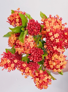 【云花甄选】龙船花鲜切枝云南基地直发办公室内水养插花橙色红色