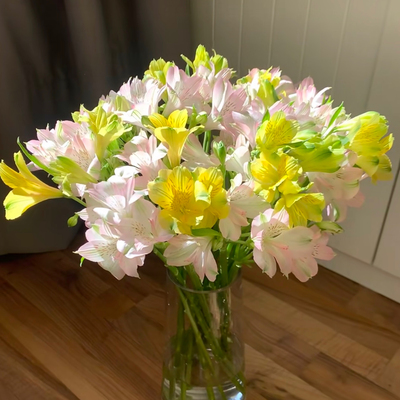 【云花甄选】黄钻石亚百合黄色六出雪柳鲜切花黄色插画真鲜花水养