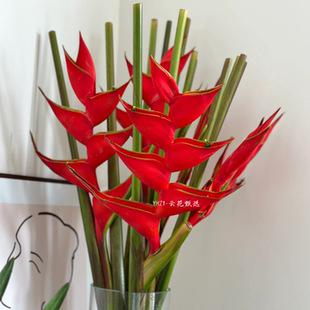 【云花甄选】富贵鸟过年年宵花寓意好真的鲜花花期长客厅观赏空运