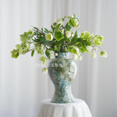 【云花甄选】浅绿色兔葵鲜切枝稀有色系花材天花板云南直发送花