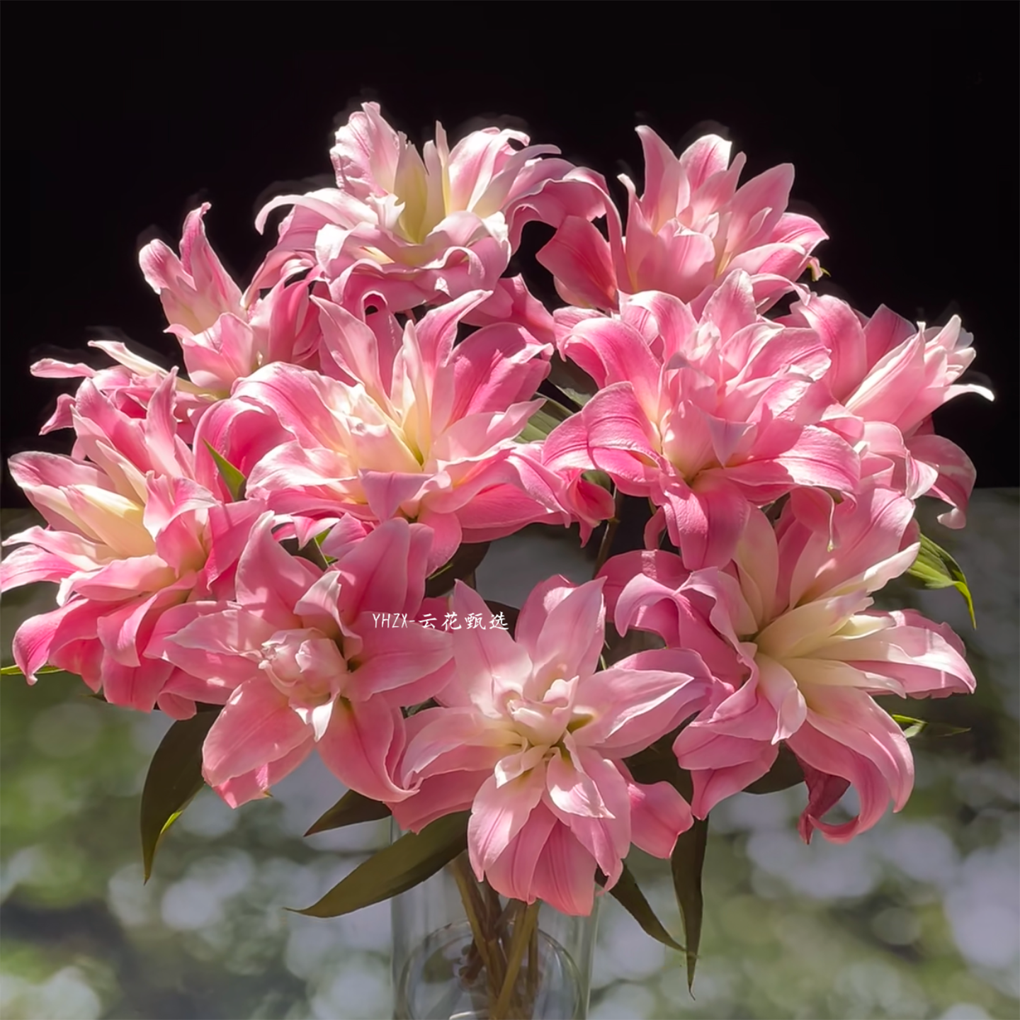 【云花甄选】红丝带重瓣百合玫红色粉色真鲜花家居插花水养有香味