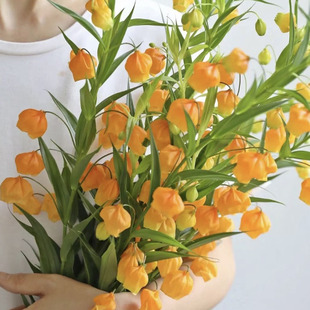 【云花甄选】荷兰进口宫灯百合鲜花云南直发家庭水养插花百合顺丰