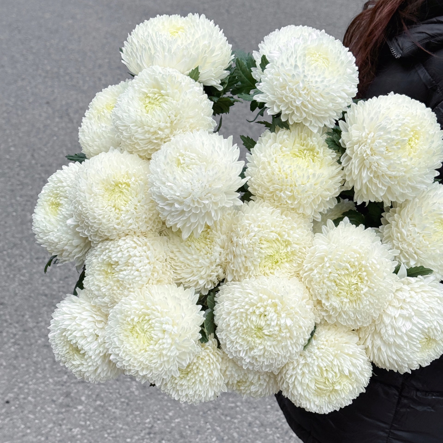 【云花甄选】真的鲜花自然白牡丹菊大花朵图片实拍水养瓶插花空运