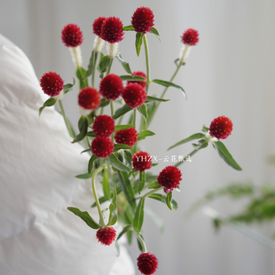 【云花甄选】红色单头千日红真的鲜花家居水养插花配花点缀瓶插花
