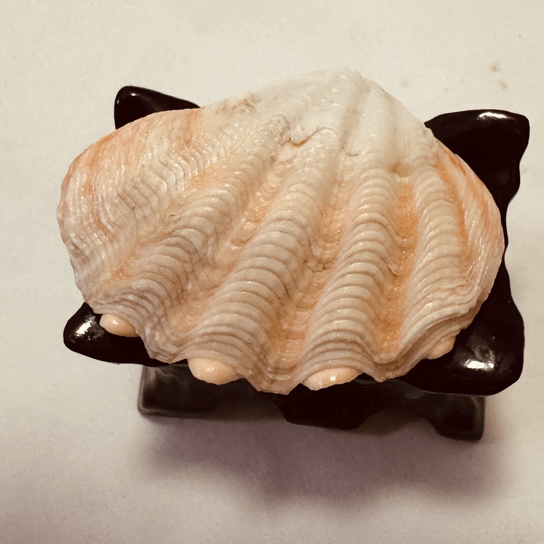 天然贝壳海螺摆件家居玄关软装装饰