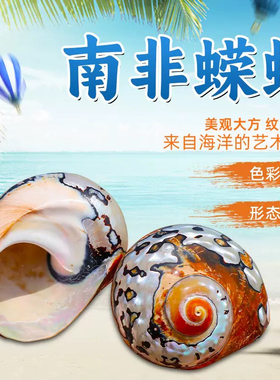 天然海螺贝壳精品南非蝾螺收藏标本螺送礼礼物创意家居装饰摆件