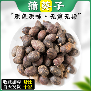 蒲葵子野生中药材500g精选广西大粒葵树籽老果葵扇子葵扇籽蒲葵籽