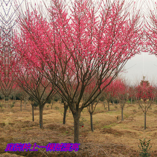 庭院冬季开花耐寒植物实生腊梅花红梅花梅花腊树苗红梅树苗浓香型