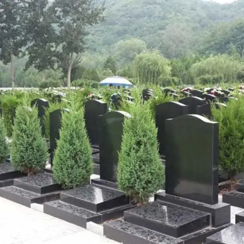 墓前松柏树苗耐寒树苗四季长青图片