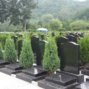 墓地松柏树苗塔柏蜀桧龙柏侧柏清明扫墓子孙树耐寒四季常青绿化苗