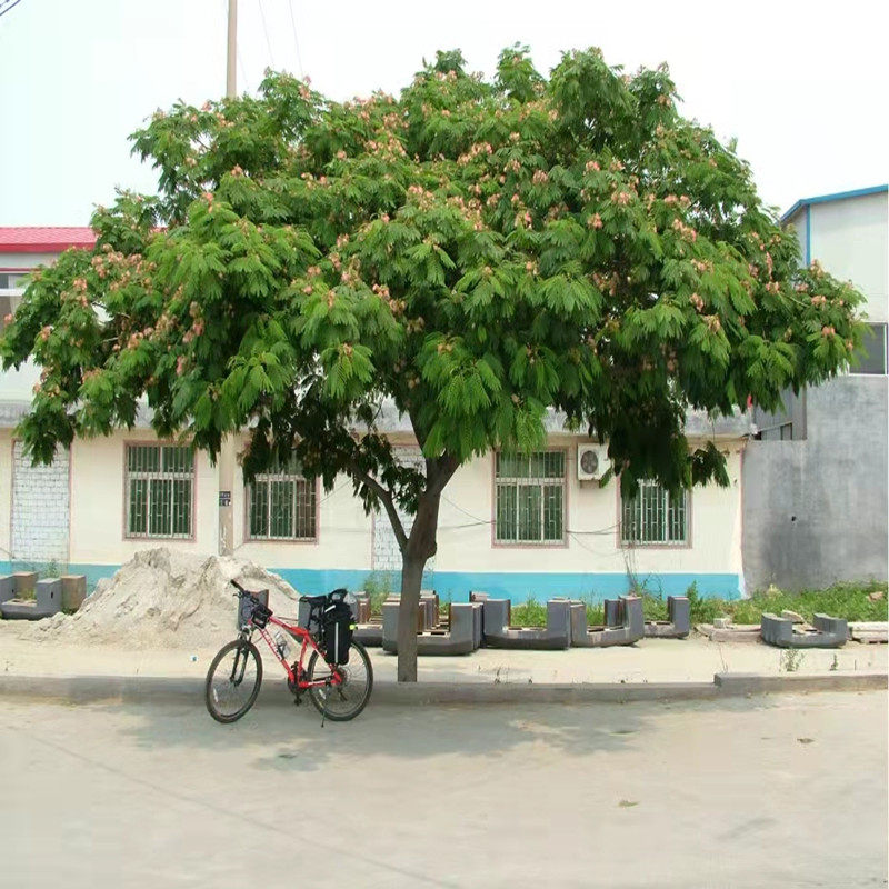合欢树苗合欢苗绒花树苗芙蓉花树苗庭院盆栽合欢树苗绿化工程花苗