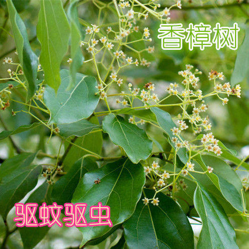 香樟树苗小叶大叶香樟南北方种植庭院行道树四季常青绿化工程苗木