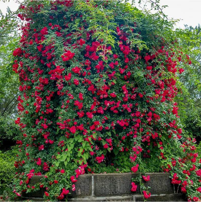 红木香花苗爬藤植物四季开花甜蜜黄木香白木香盆栽地栽带土球花苗,鲜花速递/花卉仿真/绿植园艺,月季/蔷薇/玫瑰,淘宝优惠券,粉丝福利购,淘宝优惠卷