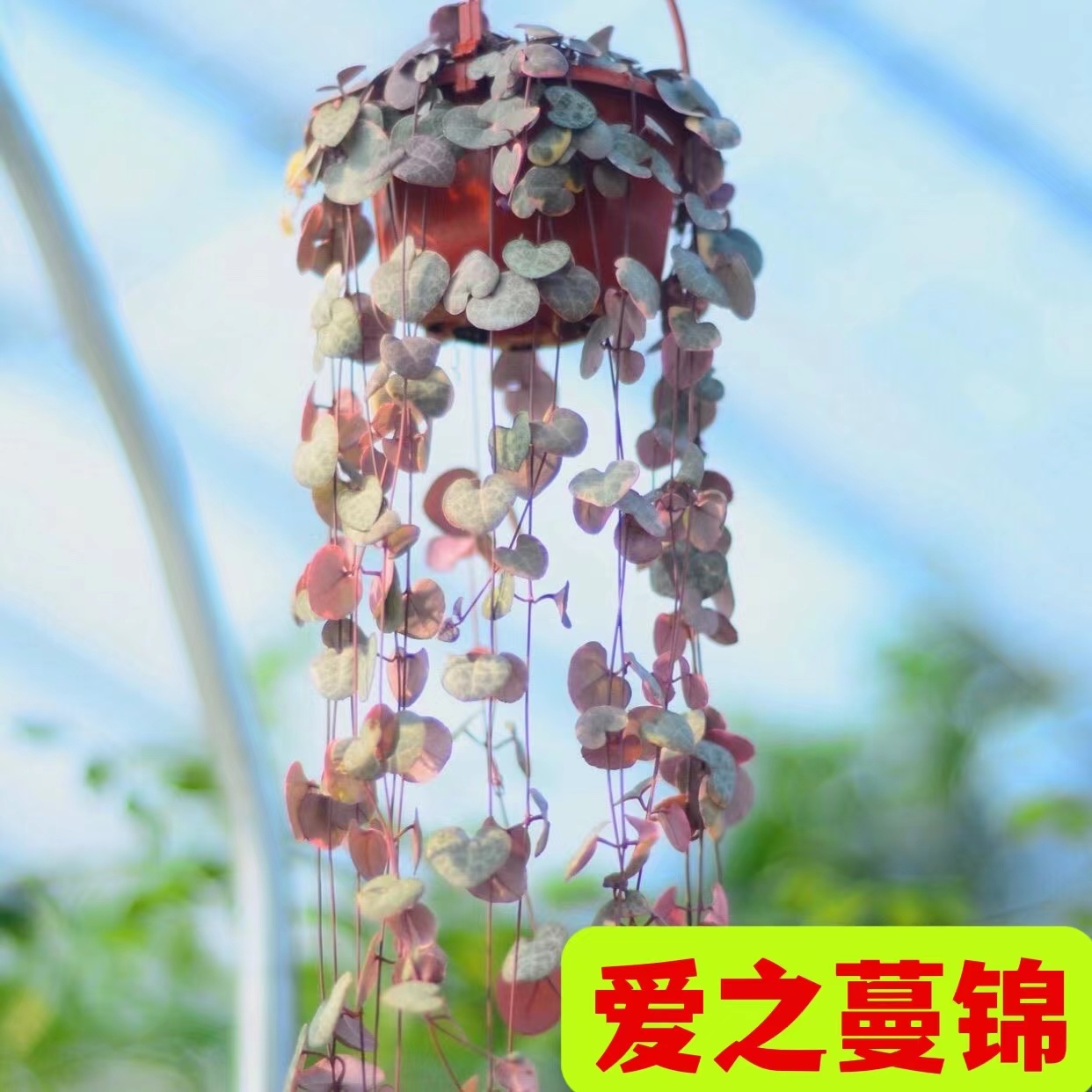 爱之蔓锦吊篮多肉植物盆栽净化空气室内绿植阳台装饰家居客厅包邮-封面