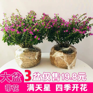 满天星 耐热植物 大叶婚纱盆栽 原盆包邮 阳台室内盆栽花卉绿植