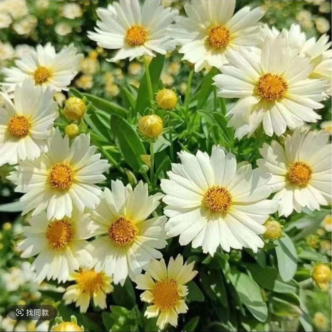 【金鸡菊小闹钟】加仑盆矮生室内阳台庭院花卉花期长耐热好养