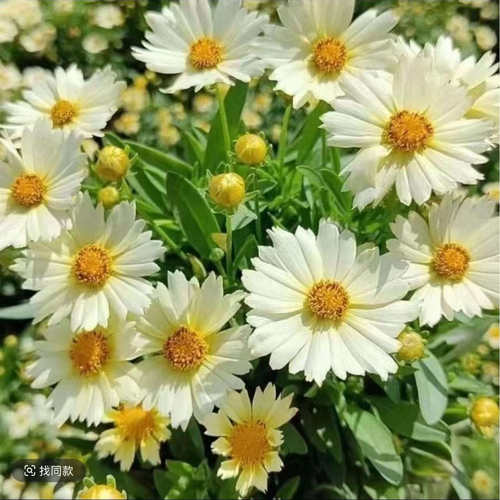 【金鸡菊小闹钟】矮生金鸡菊室内阳台庭院花卉花期长耐热好养