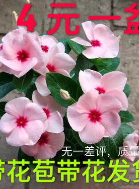 长春花盆栽天天开带花苞观花植物五叶梅庭院客厅盆栽花卉四季开花