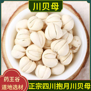 川贝母中药材正品四川阿坝特产平贝母怀中抱月贝母精选川贝母粉