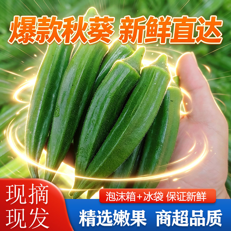 福建新鲜秋葵现摘发货