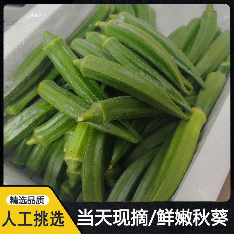 福建新鲜黄秋葵水果秋葵时令蔬菜当季农家六羊豆角现摘现发 1-5斤