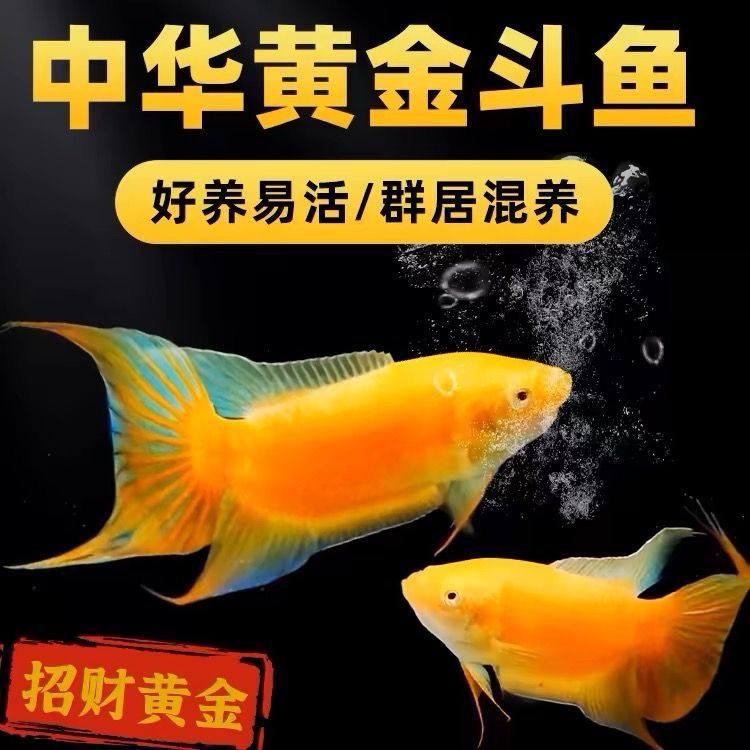 中国斗鱼玄黄金招财鱼菩萨鱼冷水淡水观赏鱼懒人鱼好养
