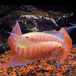 鸿运白兔中国斗鱼淡水冷水活体活鱼观赏鱼巨尾好养耐活免打氧鱼苗