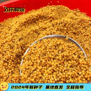 云南黄精种子多花不倒苗老虎姜鸡头黄精种子红花滇黄精节节高种籽