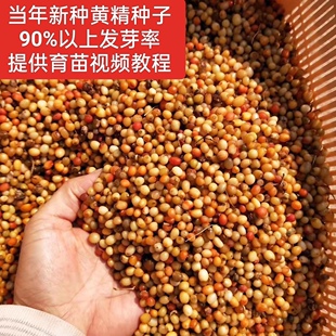 黄精种子红花滇黄精种子多花甜黄精姜形鸡头黄精节节高食用野生