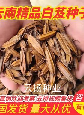 优质云南紫花三叉白芨种子 大白芨种子 宽叶白芨果夹提供种植技术
