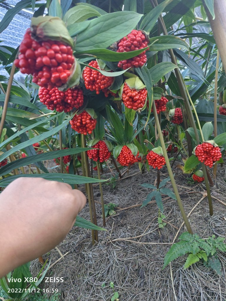 云南七叶一枝花种子 重楼种子高杆华重楼种子独角莲种子四季播种