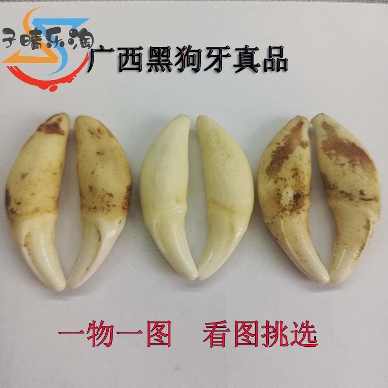 黑狗牙齿真品广西一物一图亲子宝宝婴儿孕妇平安出行随身守护饰品
