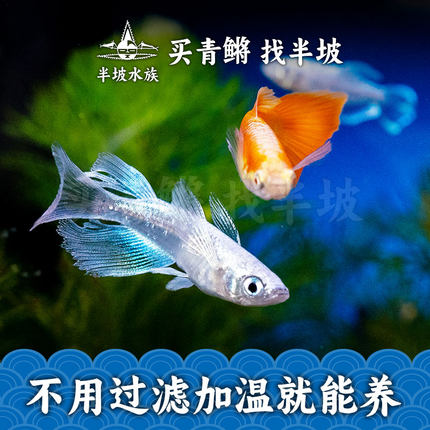 观背青鳉鱼小型冷水广温鱼冬天不加温新手好养淡水观赏鱼古法养鱼