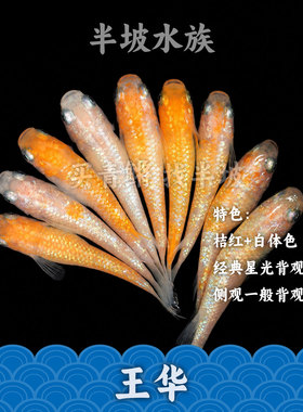 半坡水族观背青鳉王华微小型冷水观赏鱼橙色星光鱼不加温打氧过滤