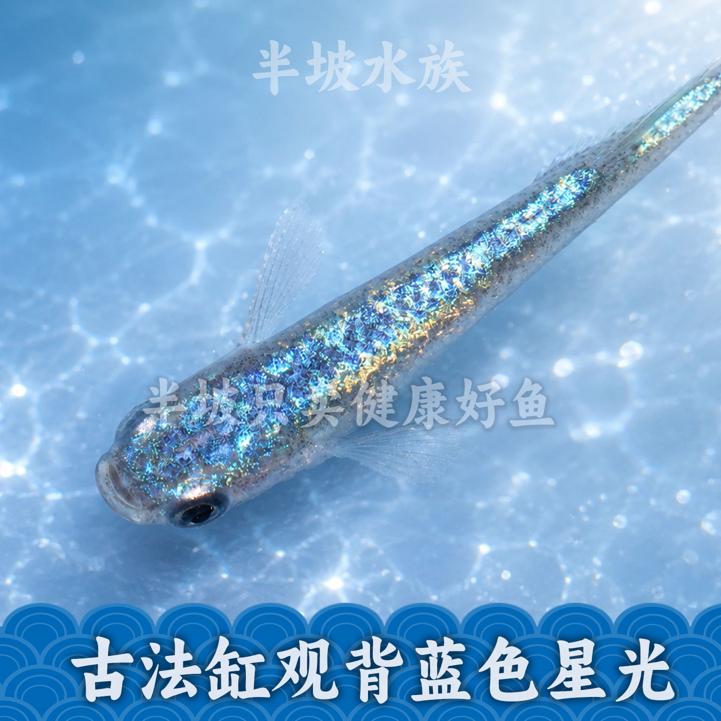 观背青鳉海王星小型冷水鱼