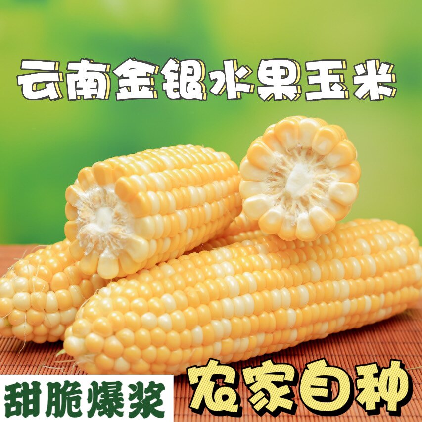 云南金银水果玉米甜脆爆浆