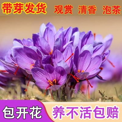 西藏药用藏红花种球大球种子易种室内阳台观花苗番红花盆栽开花