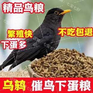 乌鸫百舌鸟专用高蛋白产蛋饲料朱老三颗粒补钙促孵卵繁殖专用鸟食